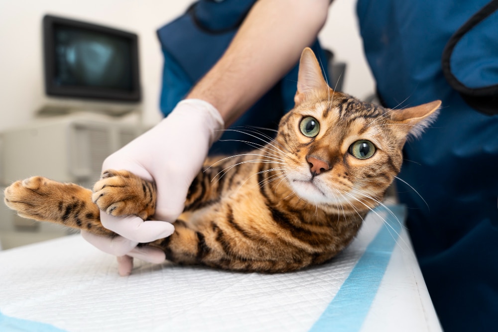Gato en evaluación médica en Cat Medical Care