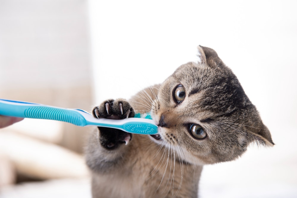 Gato en tratamiento dental con Dr. David Rendon