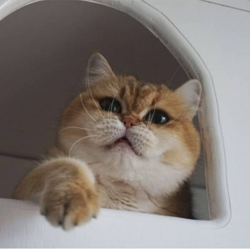 Nueva clínica Cat Medical Care inaugurada en 2020