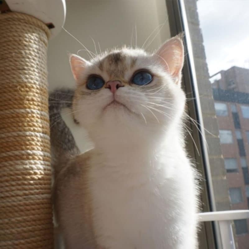 Pacientes felinos recuperándose en Cat Medical Care