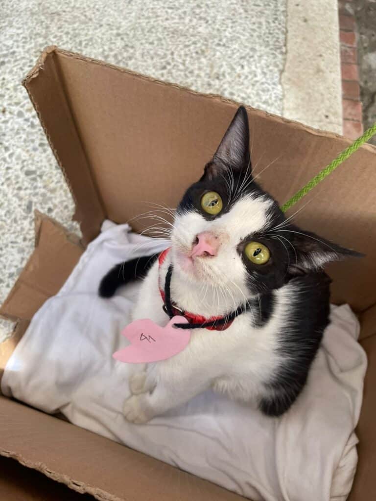 Jornadas de esterilización: un cambio positivo para los gatos