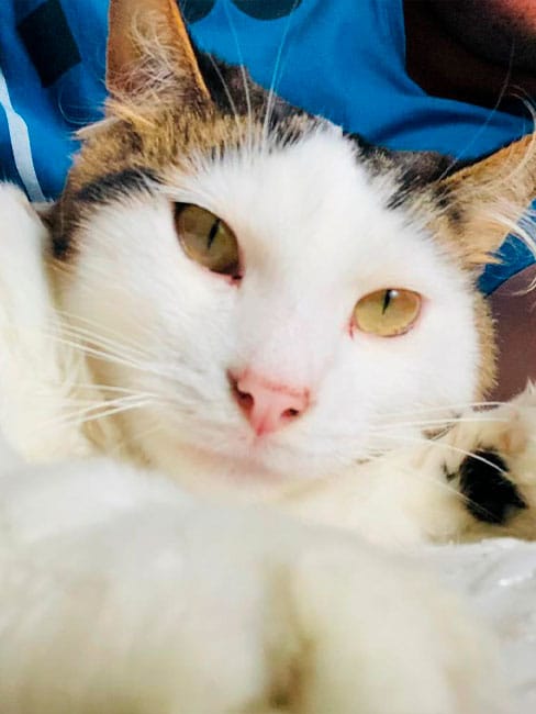 Veterinarios ofreciendo amor y cuidado a gatos necesitados