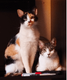 Dedicación y cariño en el trato a los pacientes felinos