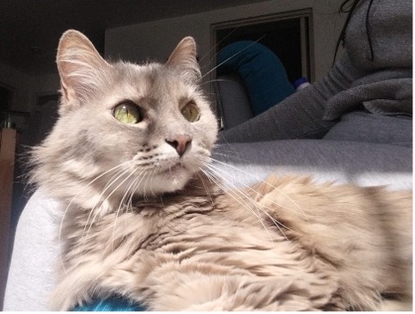 Gato siendo atendido por problemas dentales