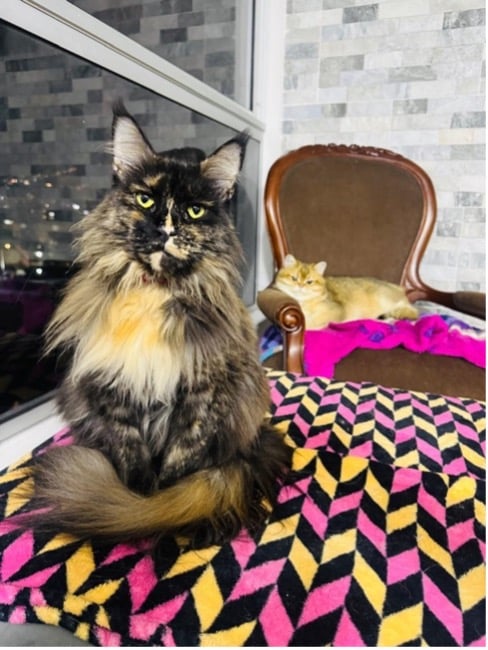 Asistencia veterinaria especializada en clínicas para gatos