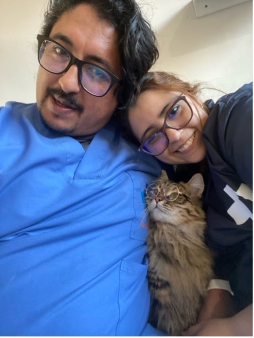 Gato recuperándose en un hospital veterinario especializado