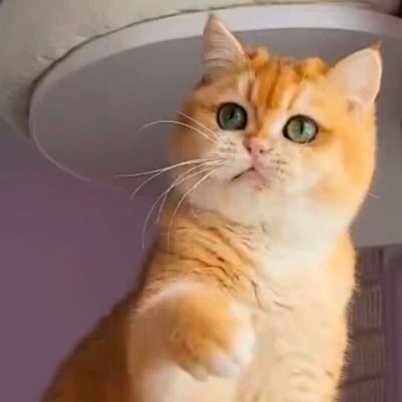 Testimonios de clientes en Cat Medical Care