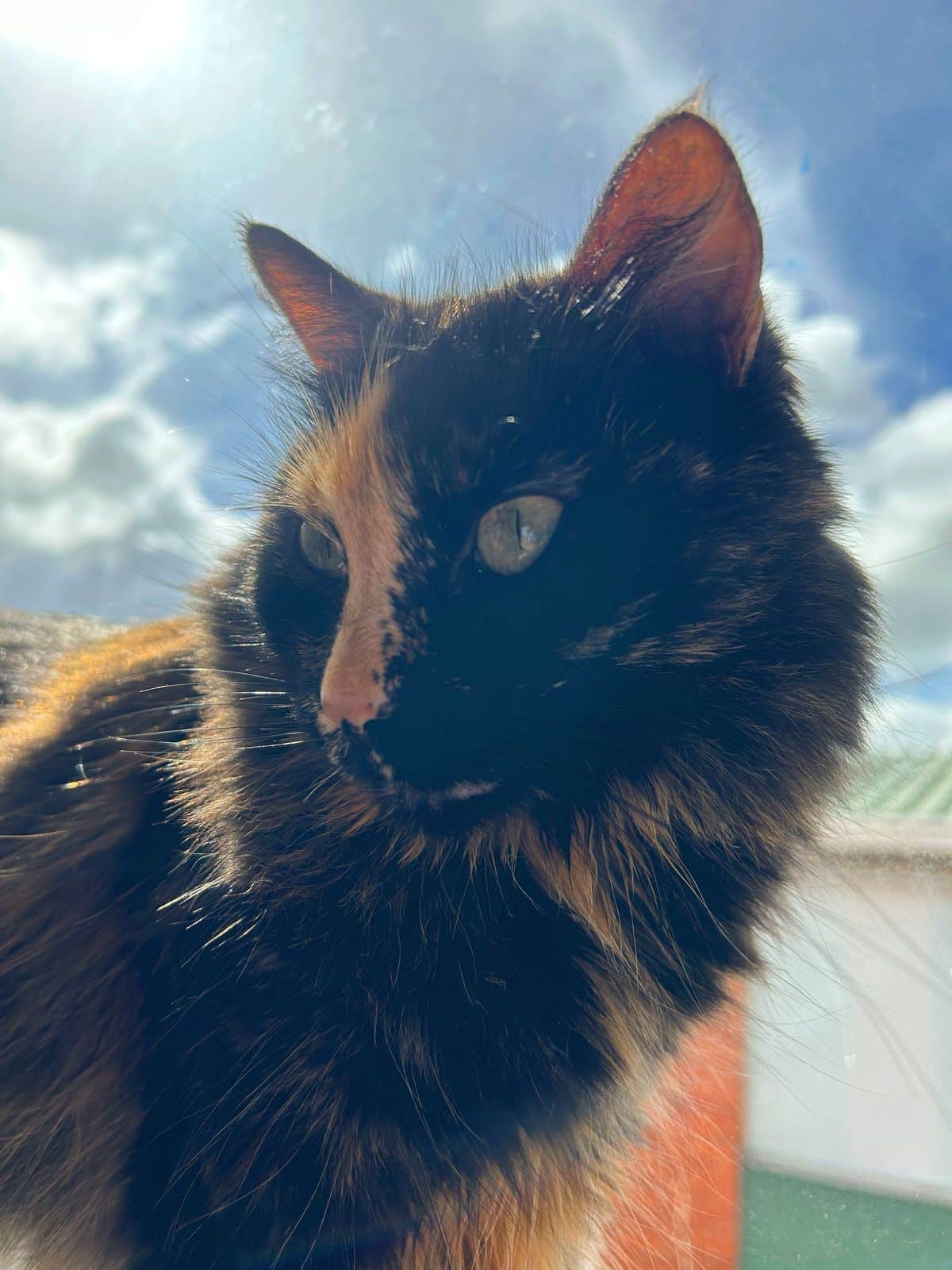 Consulta de seguimiento para un gato en recuperación