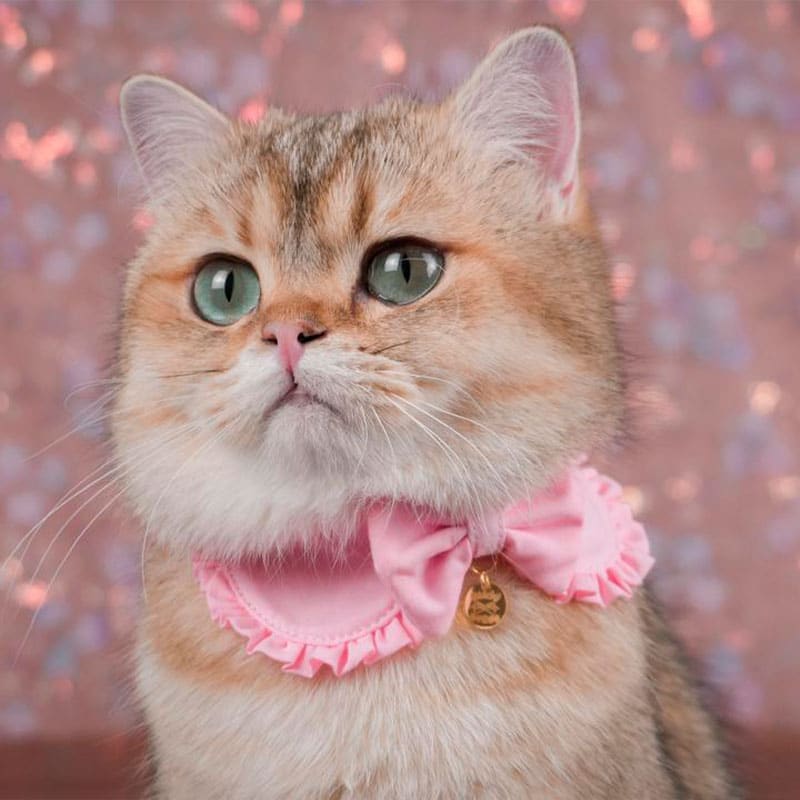 Odina, la Michigerente supervisando el cuidado de los gatitos