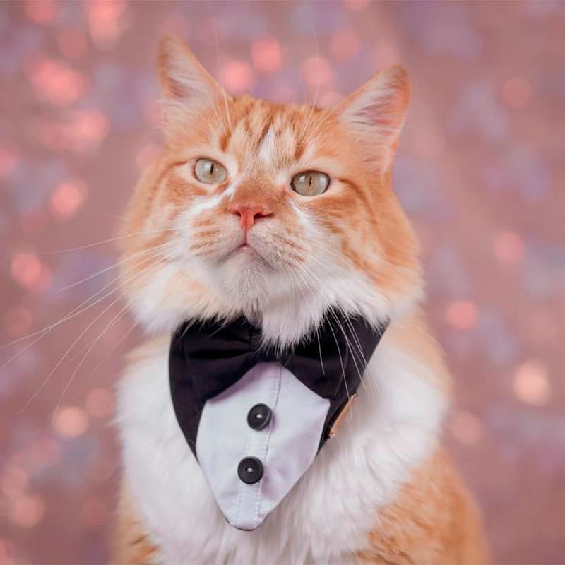 Veterinario interactuando con un gato en consulta