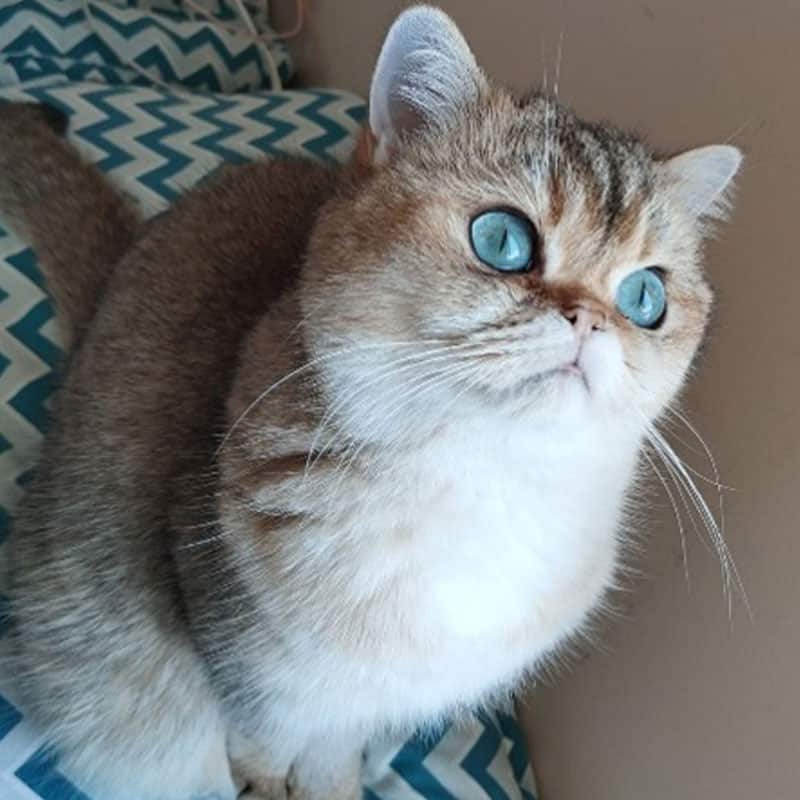 Gatos felices tras ser esterilizados en Santa Marta