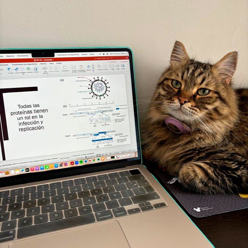 Gato en estado de bienestar tras tratamiento en la clínica