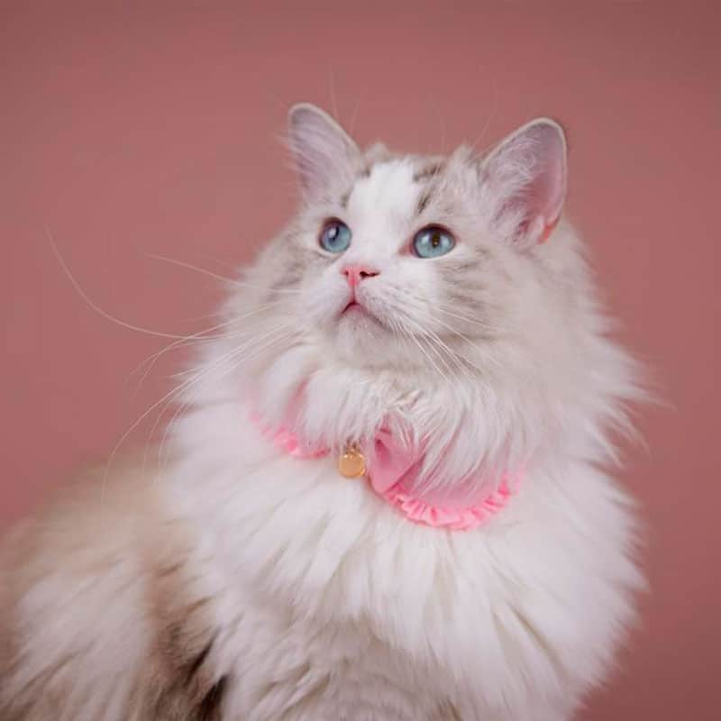 Veterinarios atendiendo a Odina después de su accidente