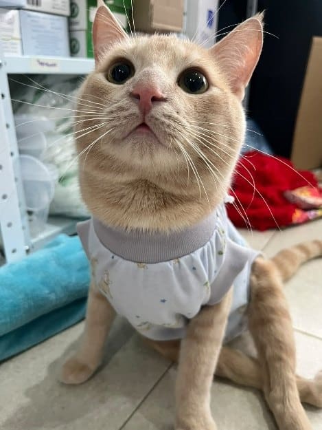 Kiwi, el gato del Dr. Ethan Pérez