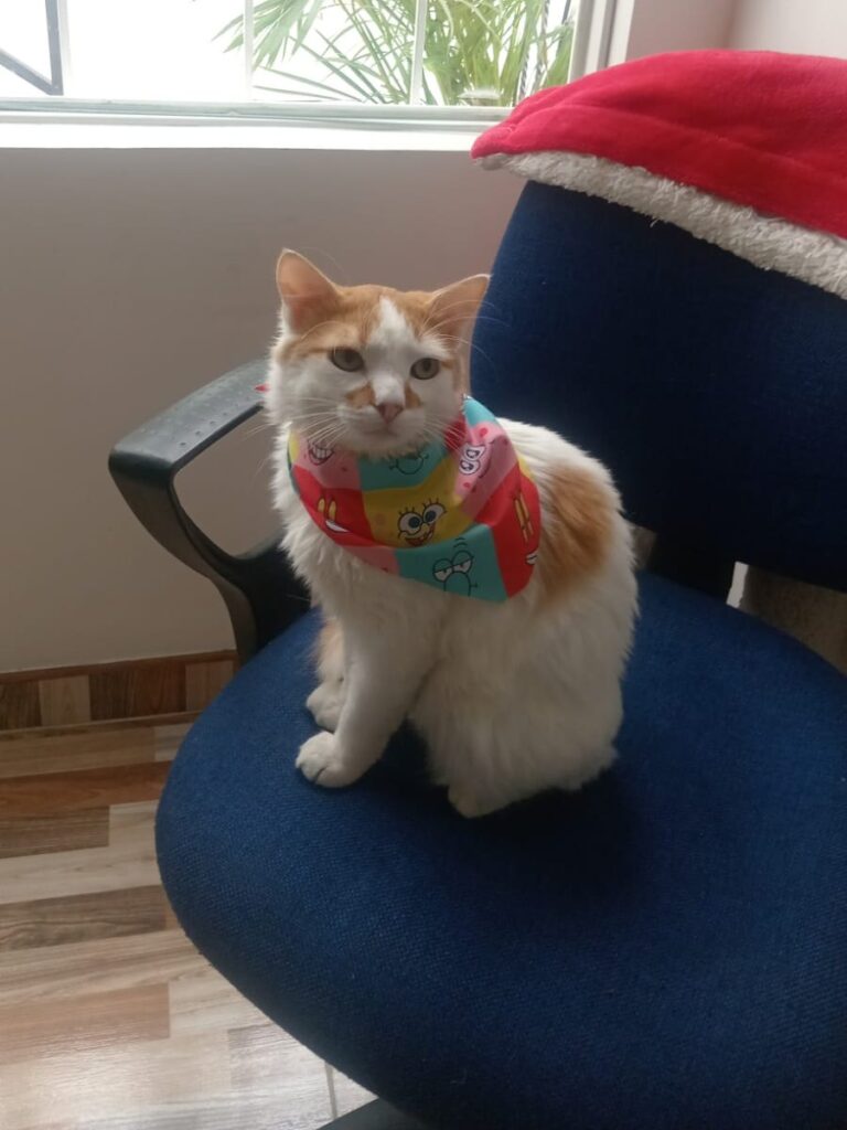 Gato del Dr. Sebastián Carrillo