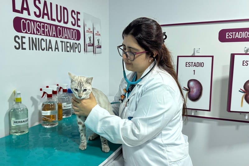 Médica veterinaria examinando a un gato en consulta en Cat Medical Care